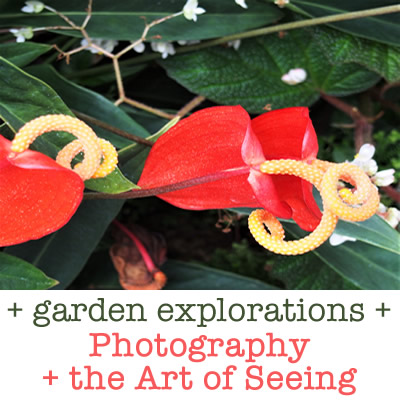 photography-and-the-art-of-seeing-garden-exploration-charlotte-usa